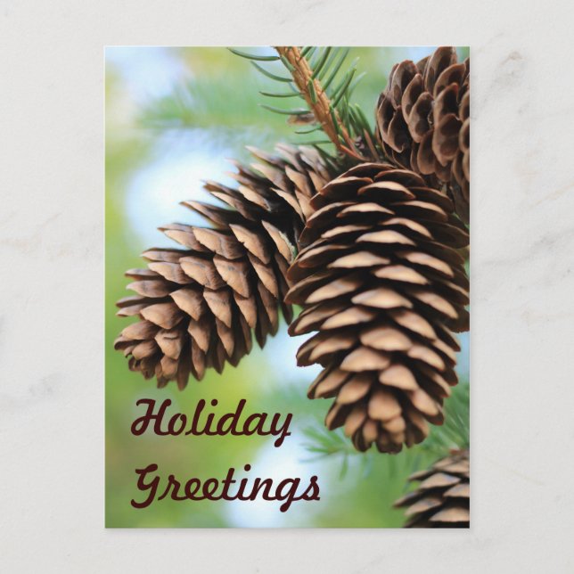 Rustic Pine Cones Postcard (Front)