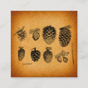 Rustic Pinecones Pine Cone Artwork Antique Design Enclosure Card