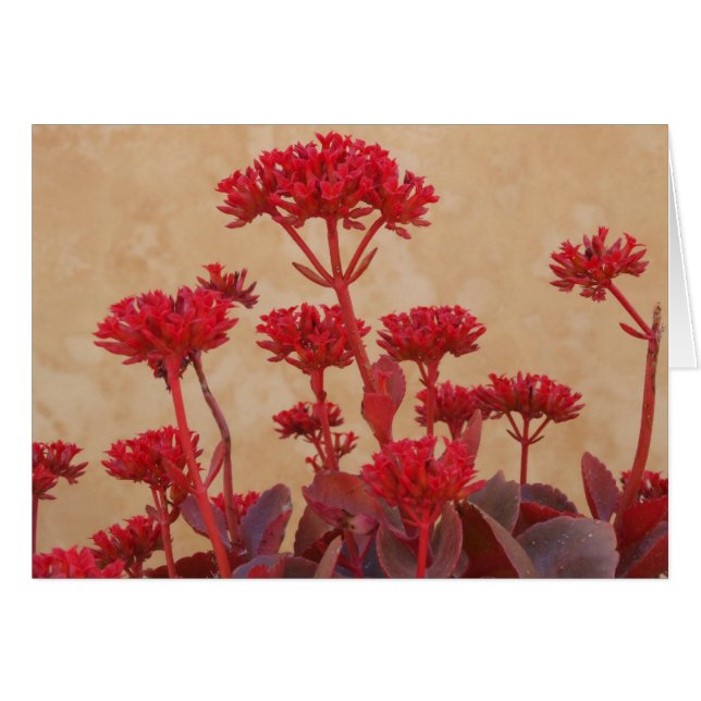 Rustic Pink Plant Card (Front Horizontal)