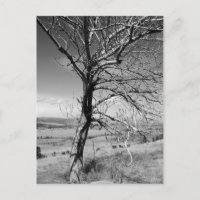 Rustic
