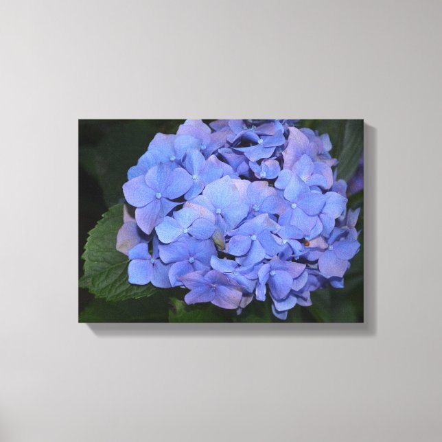 Rustic Purple Hydrangea macrophylla  Canvas Print (Front)