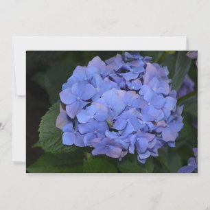 Rustic Purple Hydrangea macrophylla  Invitation
