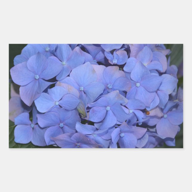 Rustic Purple Hydrangea macrophylla  Rectangular Sticker (Front)