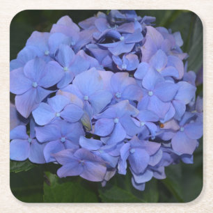 Rustic Purple Hydrangea macrophylla  Square Paper Coaster
