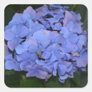 Rustic Purple Hydrangea macrophylla Square Sticker