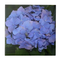 Rustic Purple Hydrangea macrophylla 