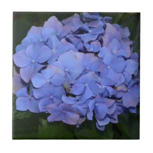 Rustic Purple Hydrangea macrophylla  Tile