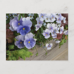 Rustic Purple Pansies Floral Postcard