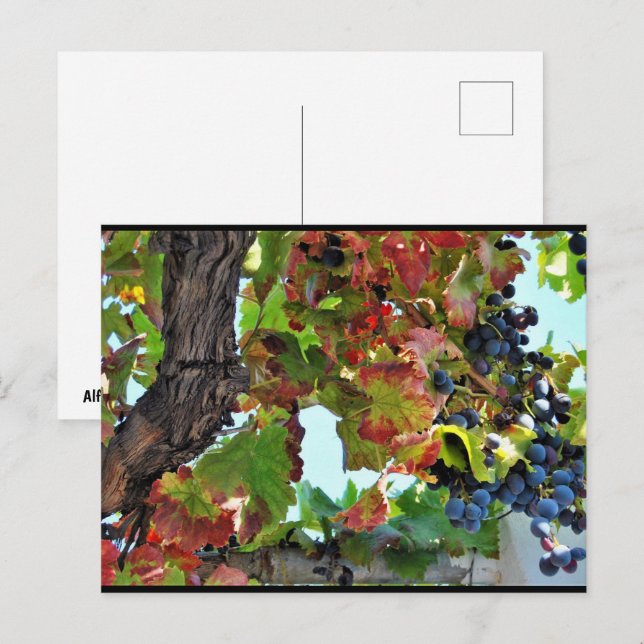 Rustic Red Grape Vine Postcard (Front/Back)