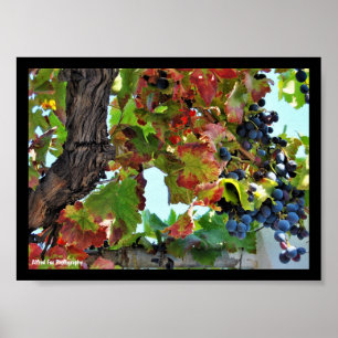 Rustic Red Grape Vine Poster