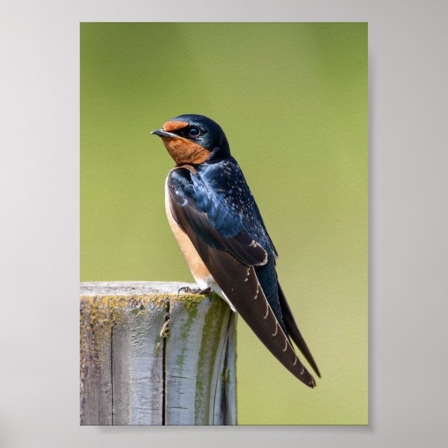 Rustic Serenity Barn Swallow on Wooden Fence Pole Poster (Front)