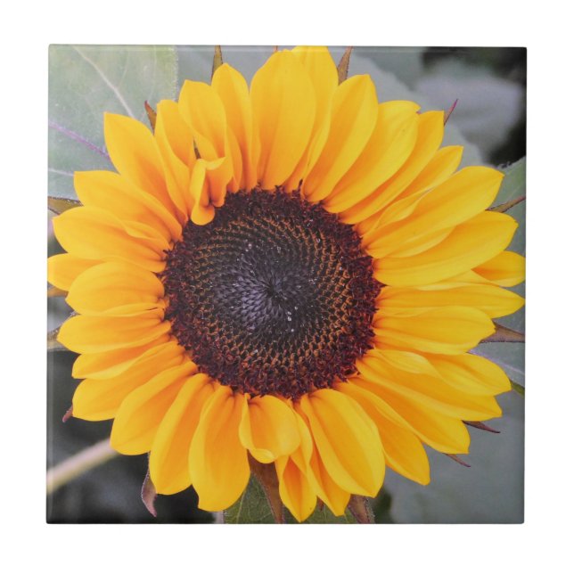 Rustic Sunflower Decorative Tile (Front)