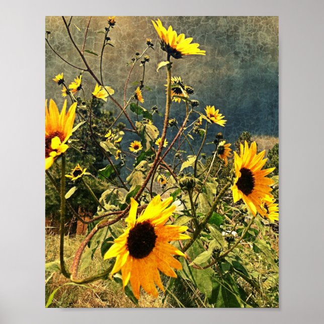 Rustic Sunflowers Against Stormy Sky Photograph Poster (Front)