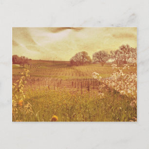Rustic Vineyard in Napa Valley California Postcard