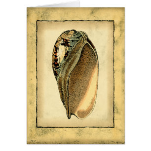 Rustic Vintage Seashell