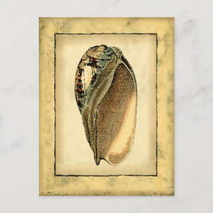 Rustic Vintage Seashell Postcard