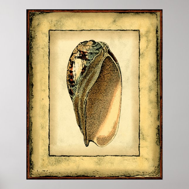 Rustic Vintage Seashell Poster (Front)