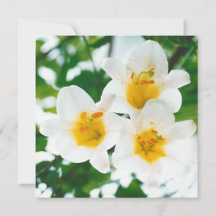 Rustic White lilies - Lilium candidum Card