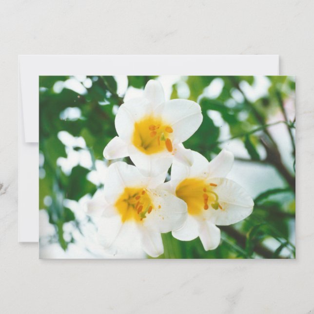 Rustic White lilies - Lilium candidum Invitation (Front)