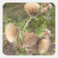 Rustic Wild Thistle Decorative Wall Plate for Natu