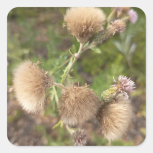 Rustic Wild Thistle Decorative Wall Plate for Natu Square Sticker