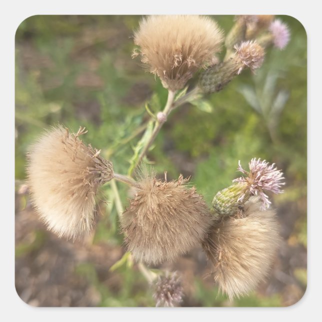 Rustic Wild Thistle Decorative Wall Plate for Natu Square Sticker (Front)
