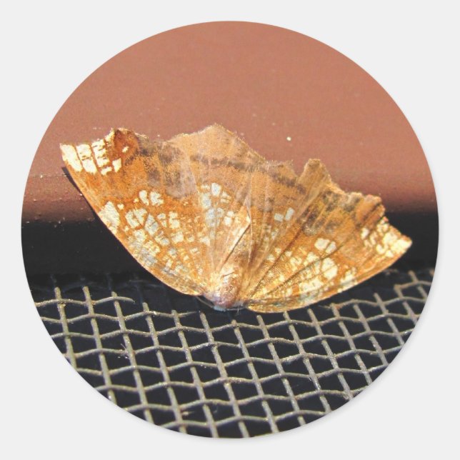 Rusty Moth ~ sticker (Front)