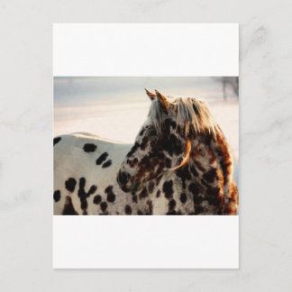 Rusty the Appaloosa Postcard