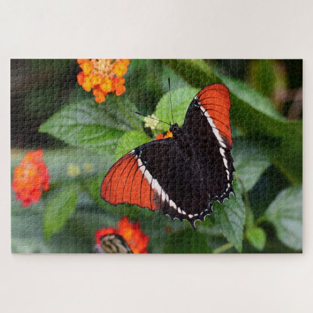 Rusty Tipped Page Butterfly . Jigsaw Puzzle (Horizontal)