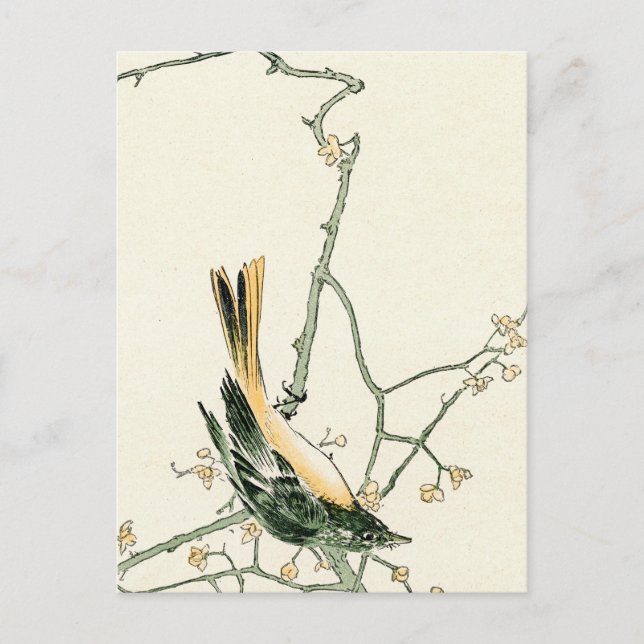 Ruticilla aurorea on a plum branch - Japanese art Postcard (Front)