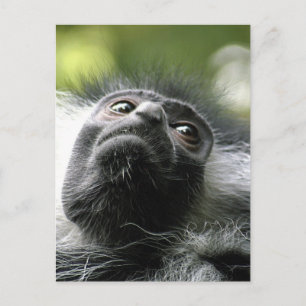 Rwanda Colobus Monkey Postcard