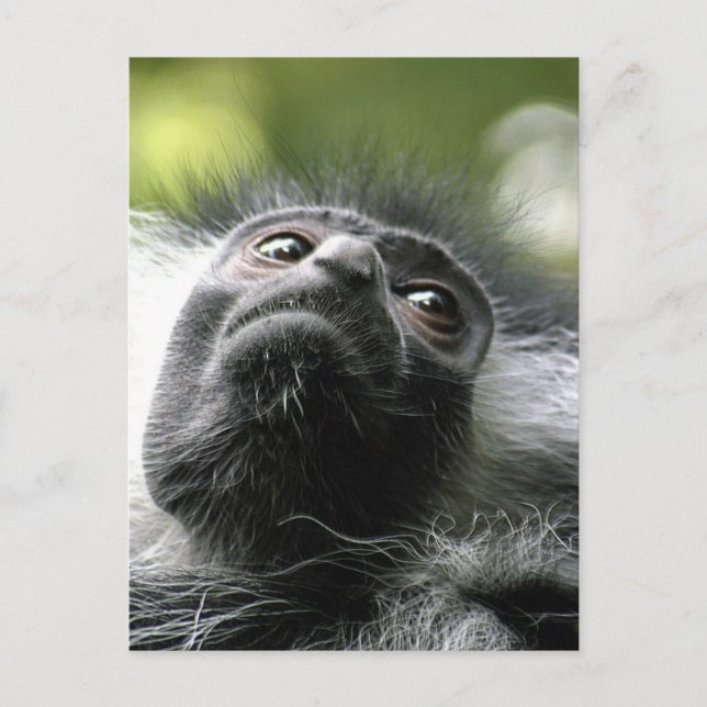 Rwanda Colobus Monkey Postcard (Front)