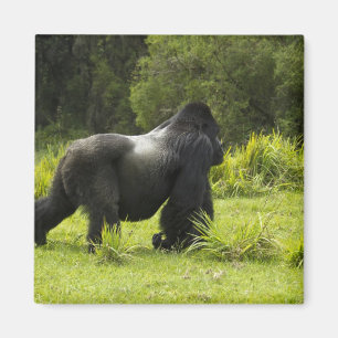 Rwanda, Volcanoes National Park Magnet