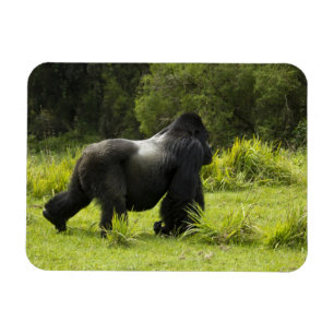 Rwanda, Volcanoes National Park Magnet