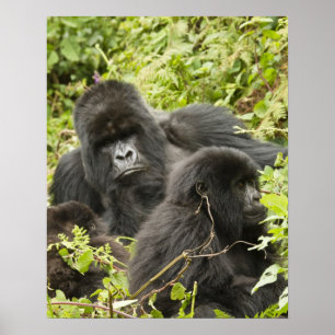Rwanda, Volcanoes National Park. Mountain Poster