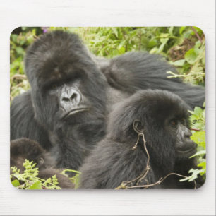 Rwanda, Volcanoes National Park Mouse Mat