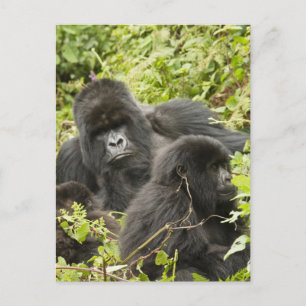 Rwanda, Volcanoes National Park Postcard