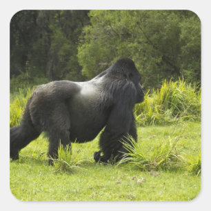 Rwanda, Volcanoes National Park Square Sticker