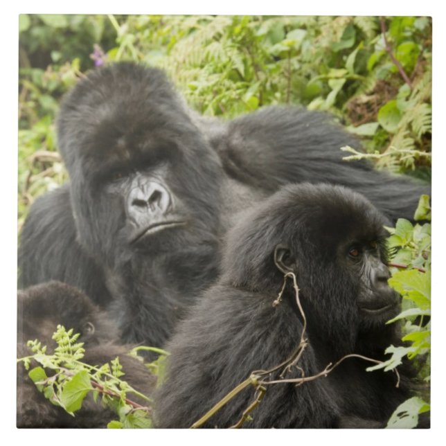 Rwanda, Volcanoes National Park Tile (Front)