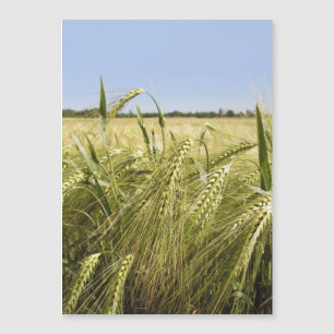 Rye Card