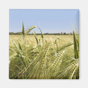 Rye Grain Botanical Nature Magnet