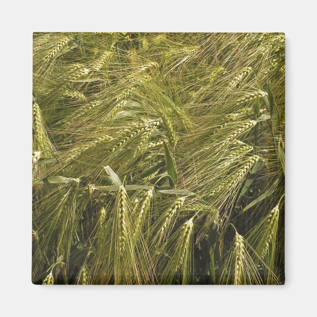 Rye Grain Botanical Nature Magnet (Front)