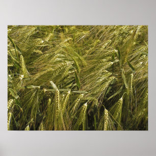 Rye Grain Botanical Nature Poster