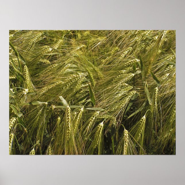 Rye Grain Botanical Nature Poster (Front)