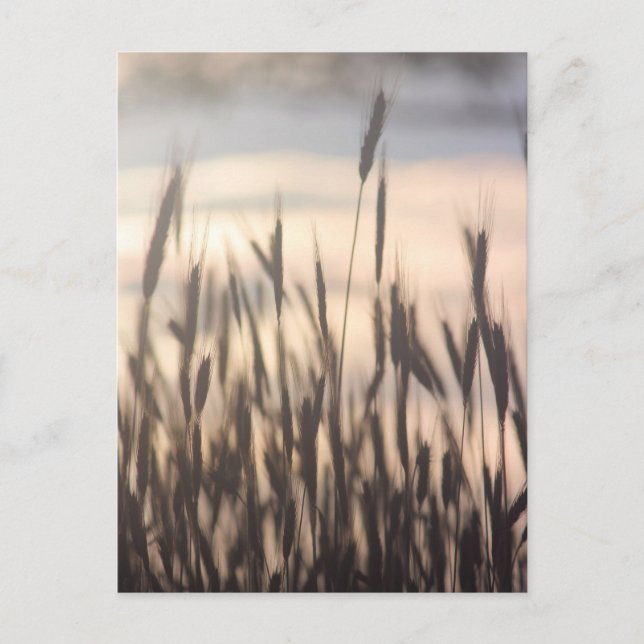 Rye Growing Tall at Sunset Postcard (Front)