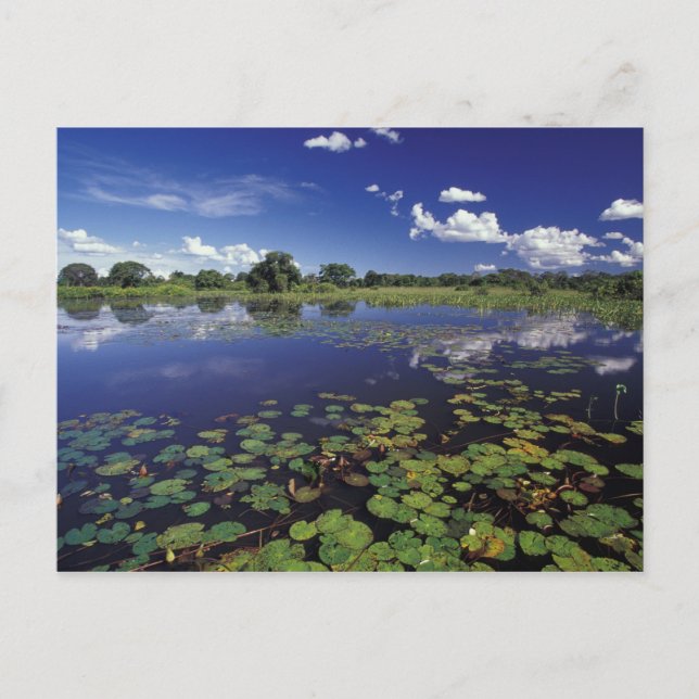 S.A., Brazil, Waterways in Pantanal Postcard (Front)