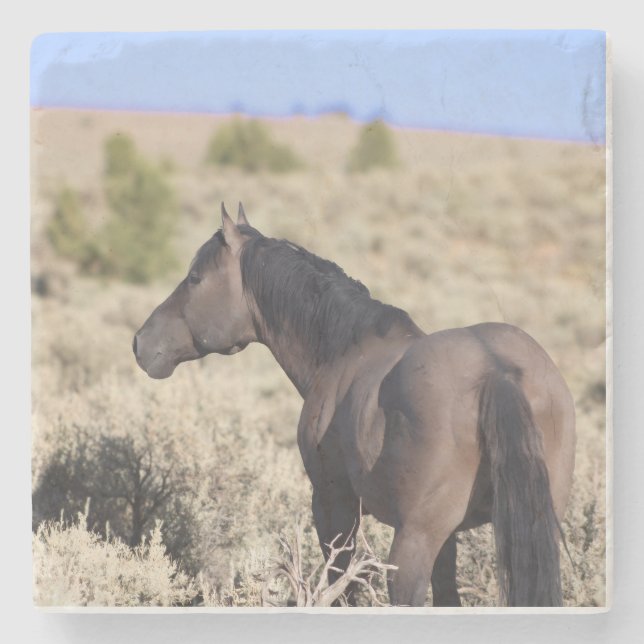 S Steens Stone Coaster (Front)