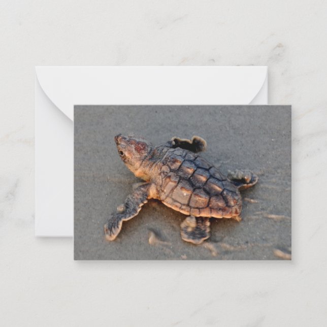s Turtle Hatchling note card (Front)