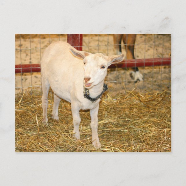 Saanen doeling goat mouth open postcard (Front)