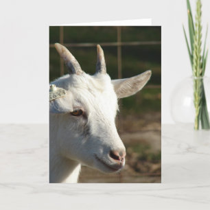 Saanen Goat Card